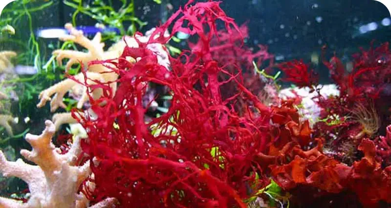LuminEye™ Astaxanthin supports eye comfort and reduces digital strain
