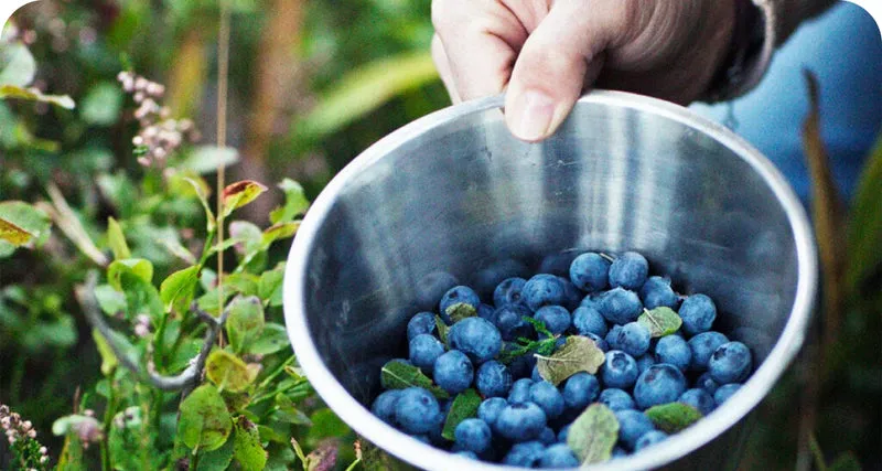 LuminEye™ Bilberry supports night vision and low-light clarity